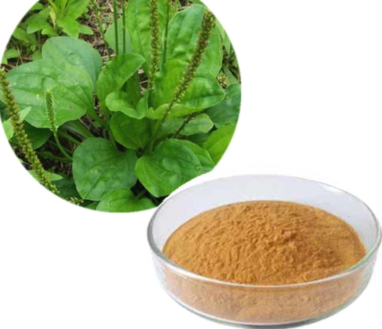 plantago major leaf extract.png